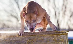 dog-jumps-fence